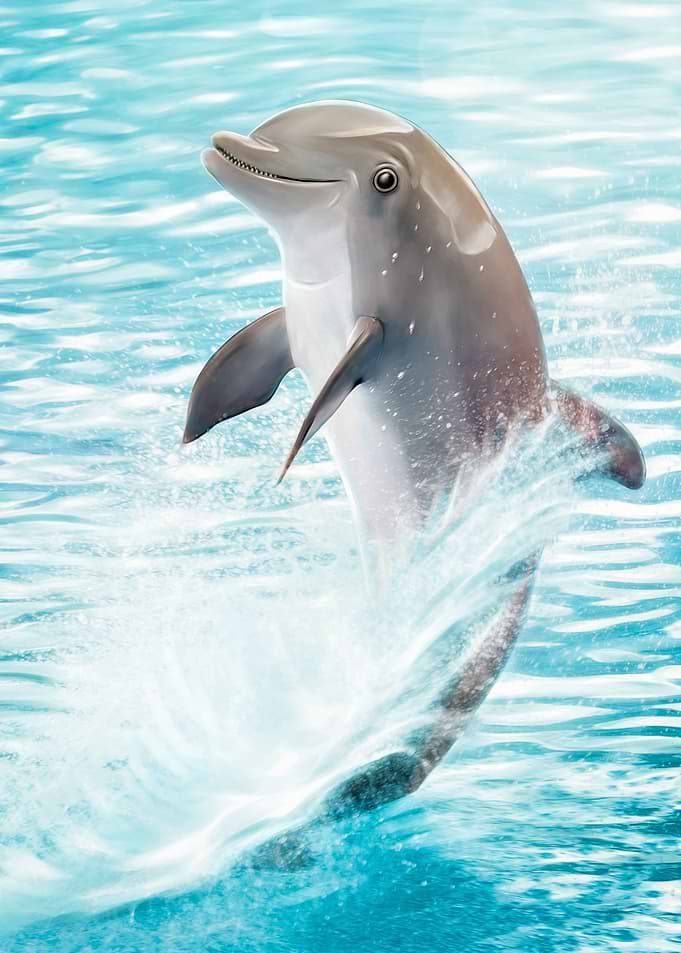 happy dolphin