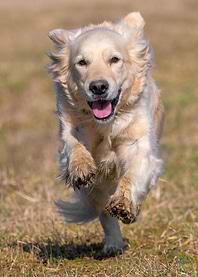 running golden retriever