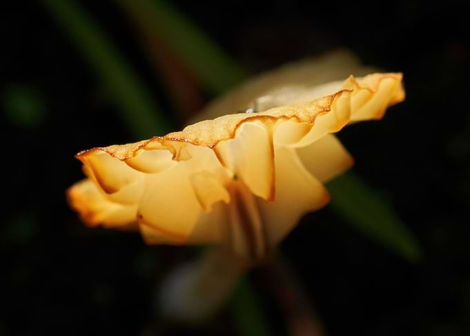 Spores of gold