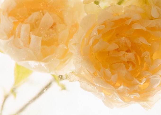 Small roses in ice 3