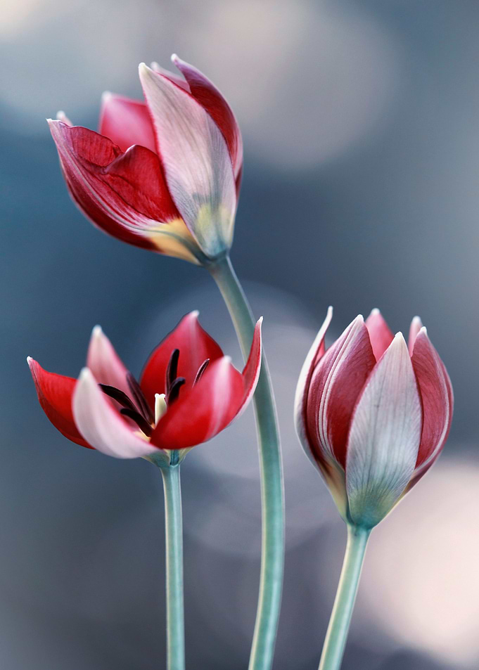 Red Tulips