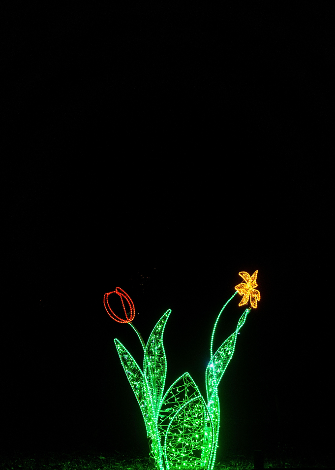 Light Flower in dark