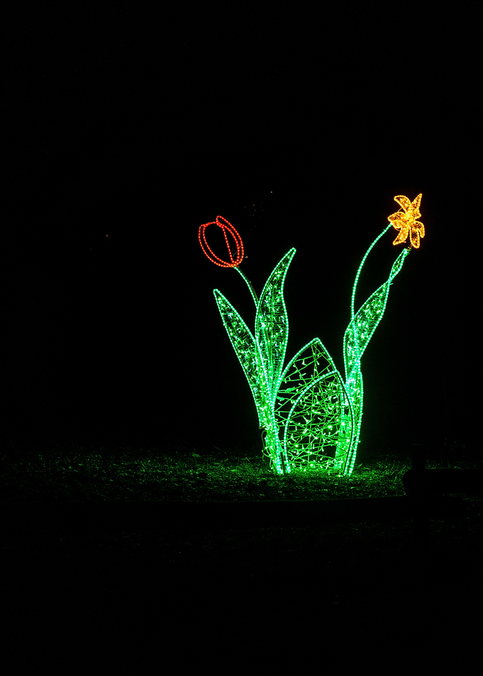 Light Flower in dark