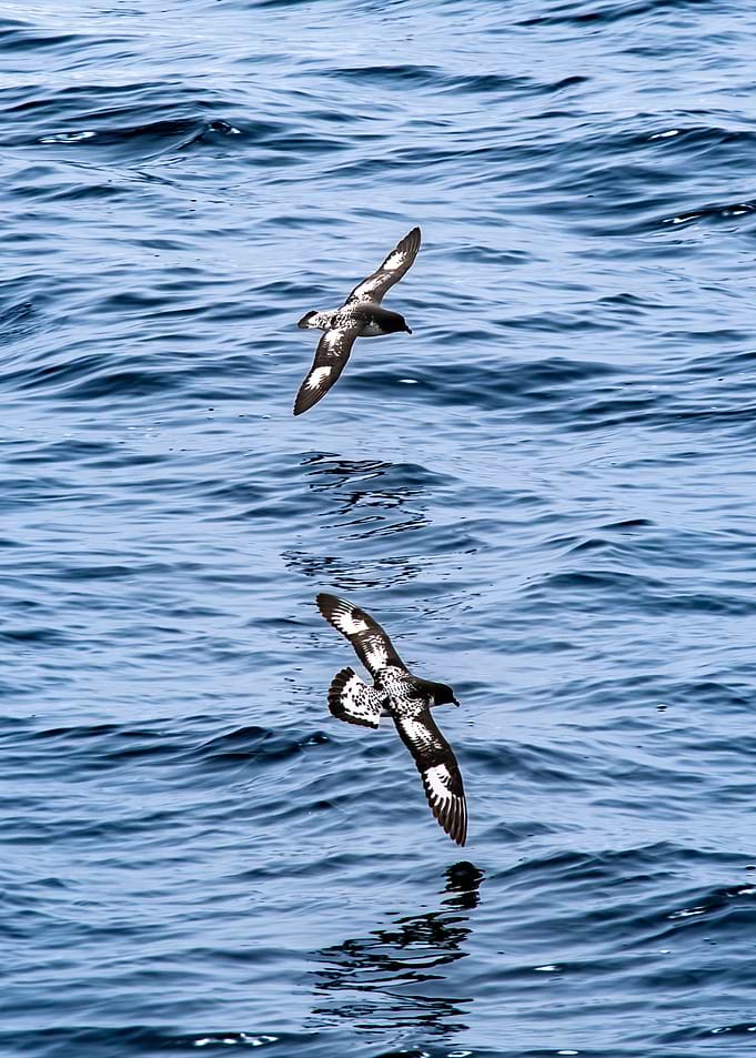 Flying Above Water