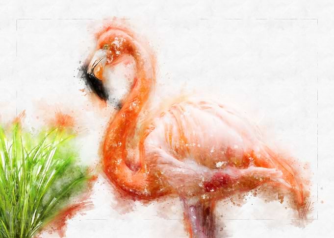 Flamingo