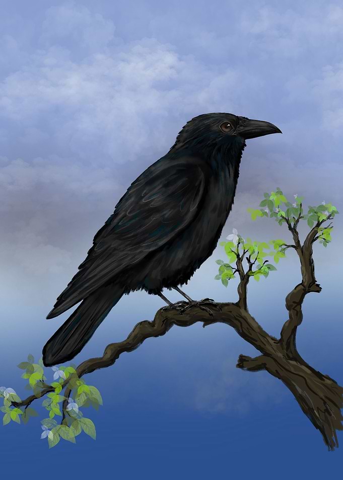 Raven on a branch Digital