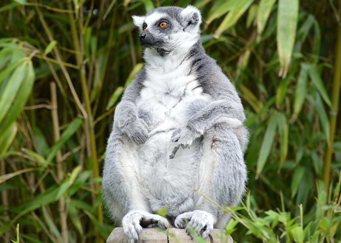 Lemur