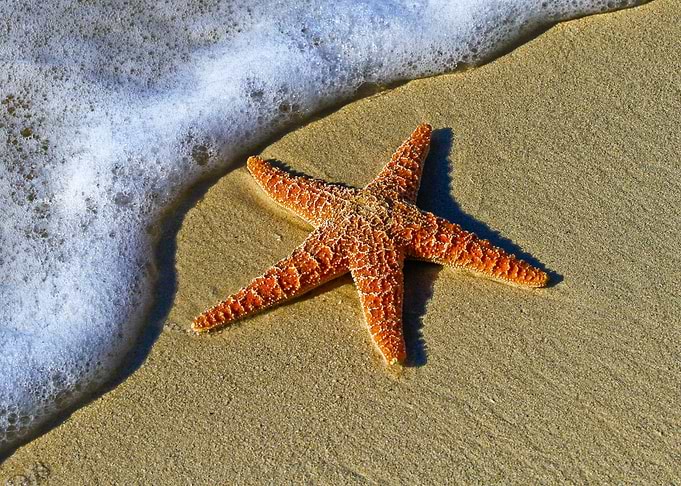 Sea Animals