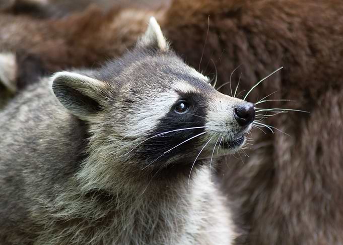Portrait of a raccoon