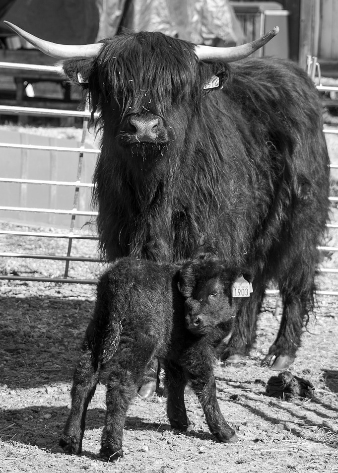 highland cattle