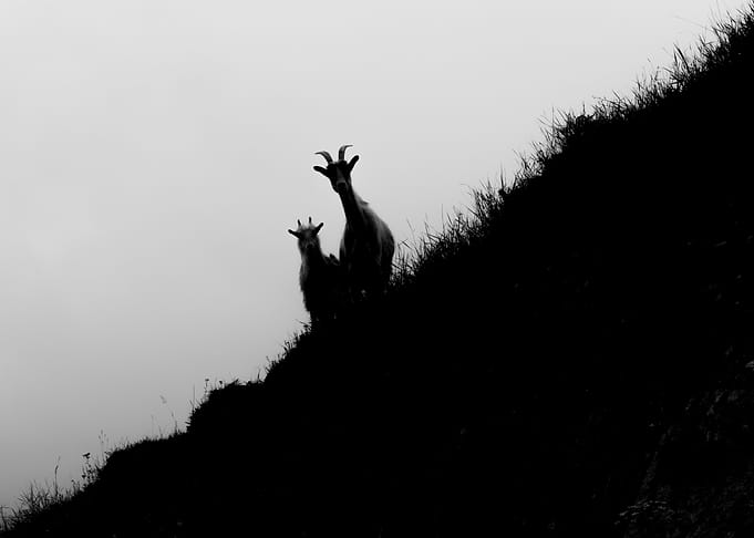 Animal Antelope