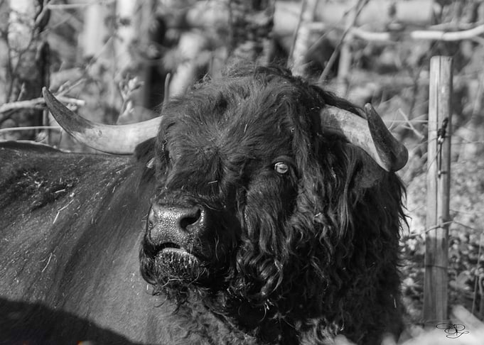 the bull