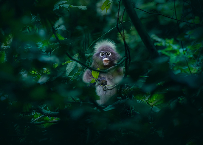 Monkey Tropical Forest