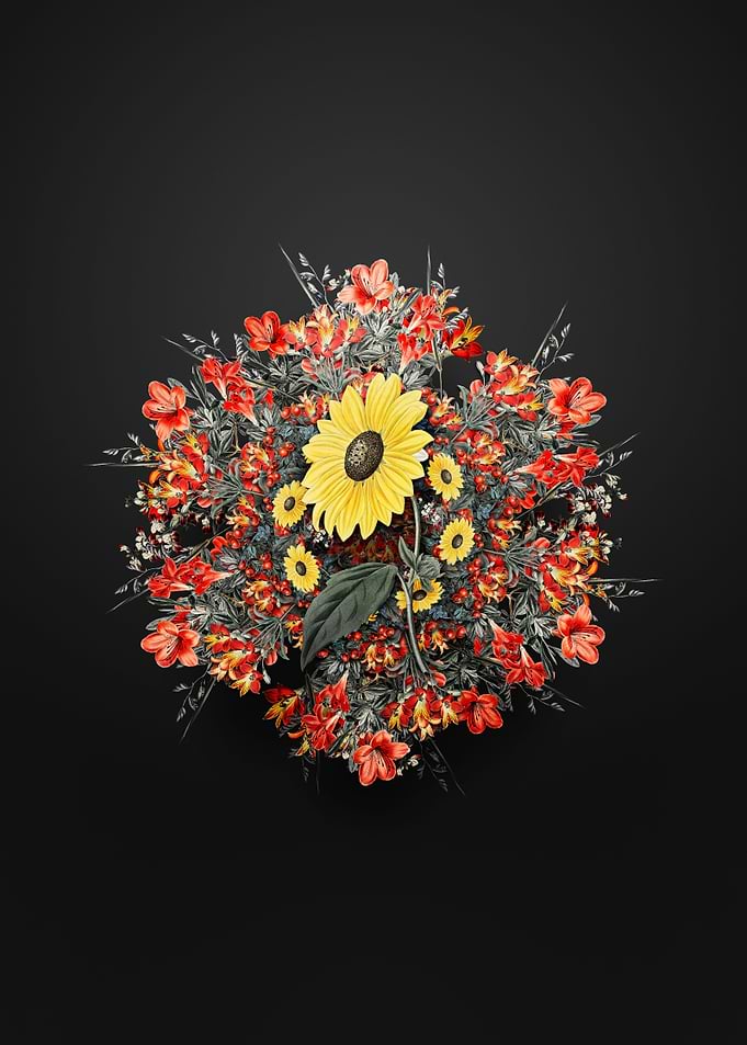 California Sunflower