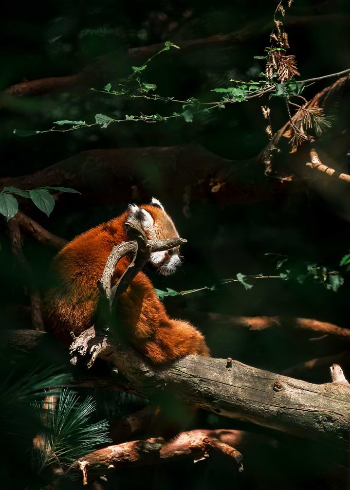 Red Panda Animal