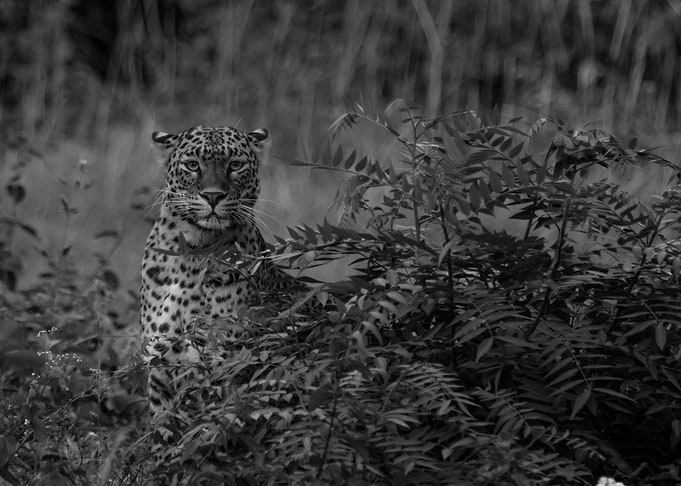 Leopard on Forest