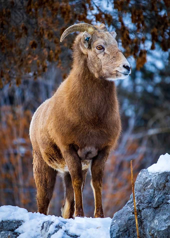 Big Horn Sheep