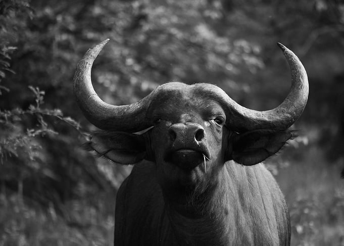 Mammal Animal Buffalo