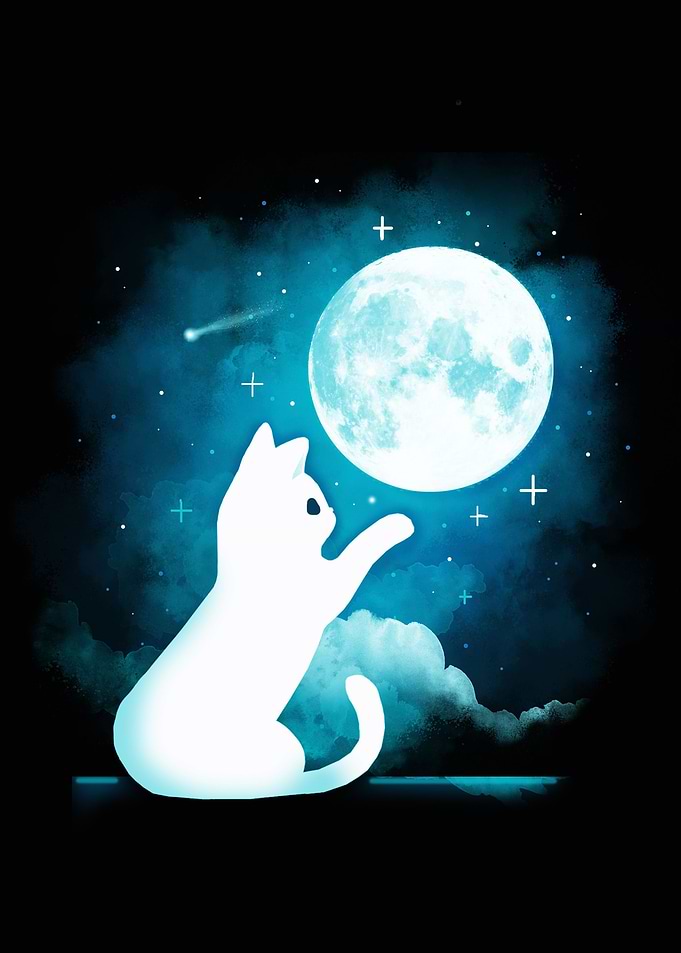 Kitten Sky