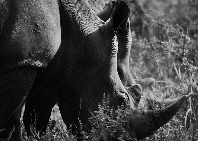 Animal White Rhino