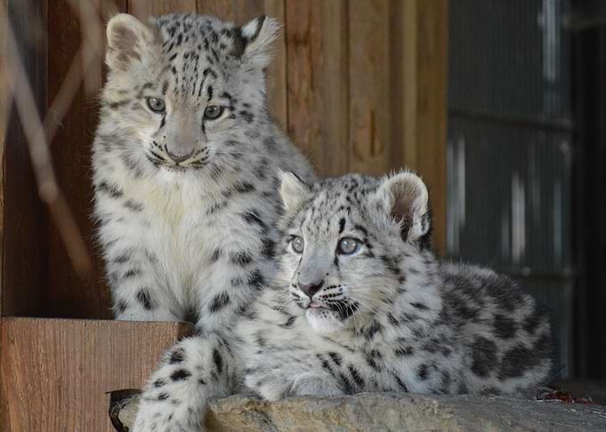 snow leopard