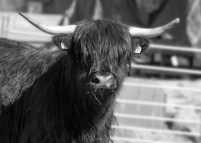 highlander