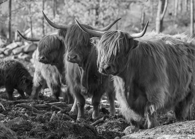 the scottish highlanders