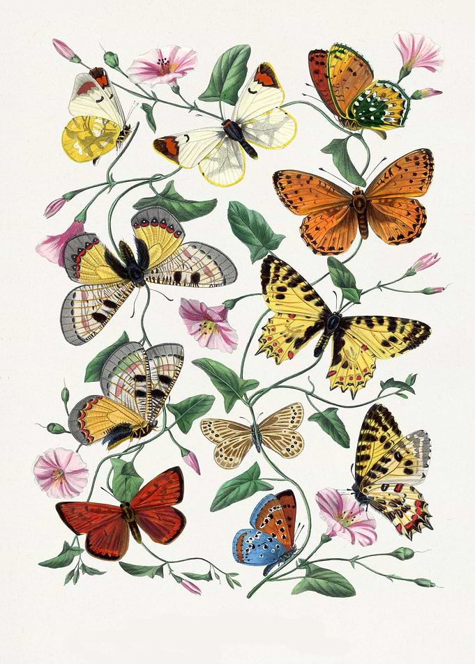 Butterfly moth painting