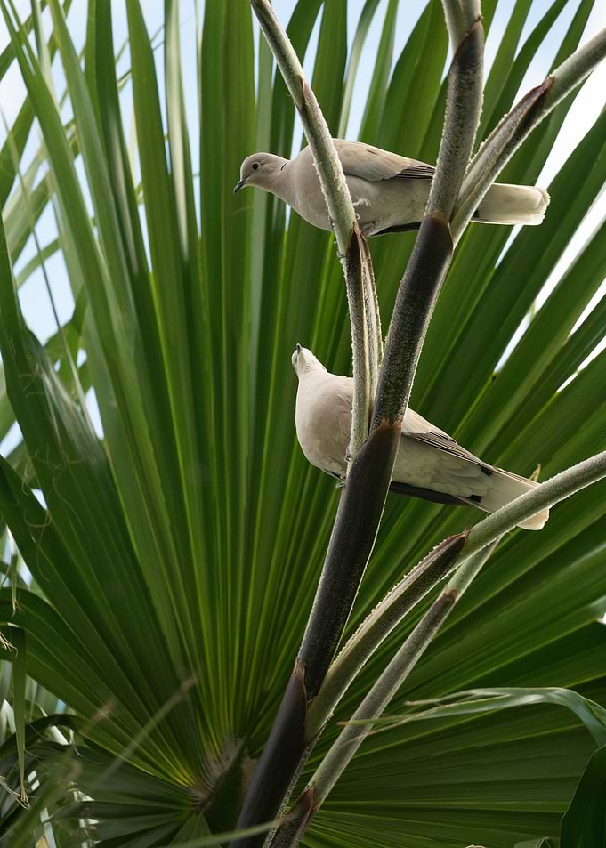 photography of doves