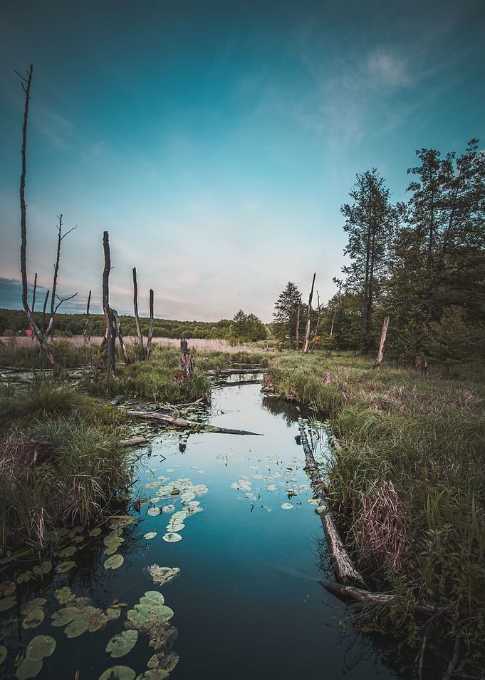 Moody Marsh Landscape