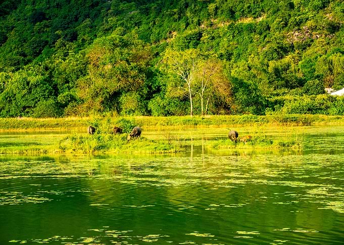 A herd of buffaloes