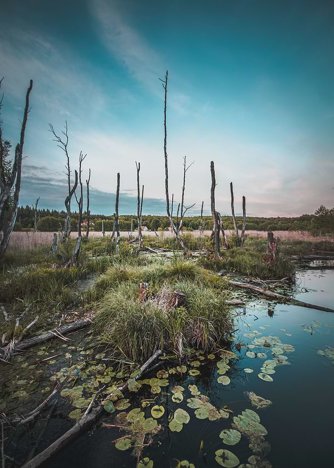 Moody Marsh Landscape