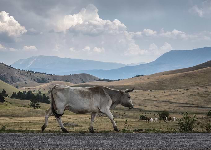 the Cow