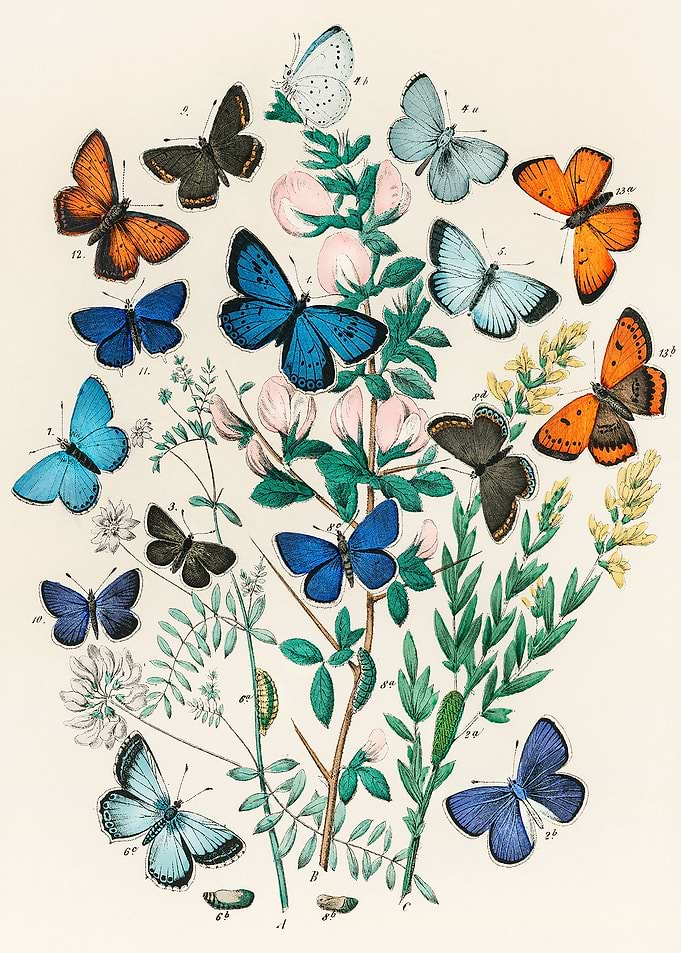 European Butterflies