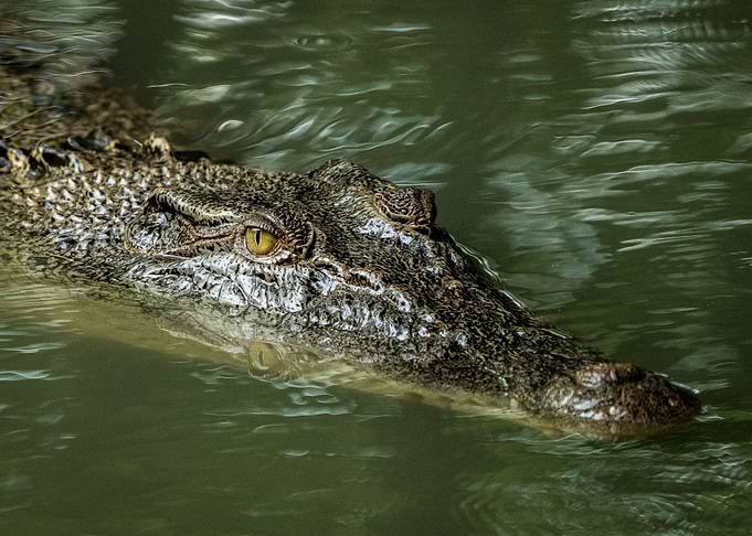 Saltwater Crocodile