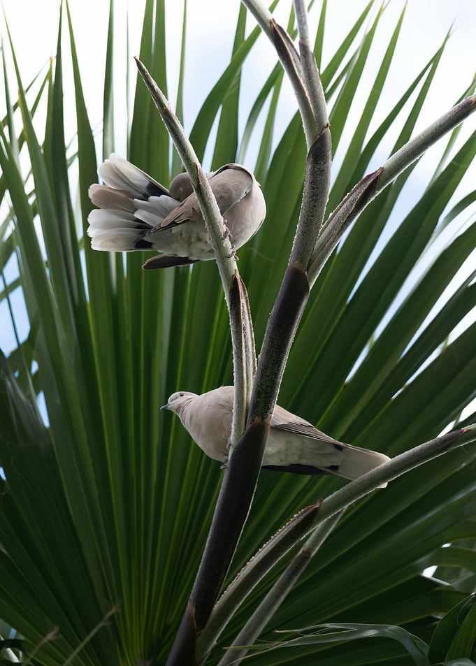 photography of doves