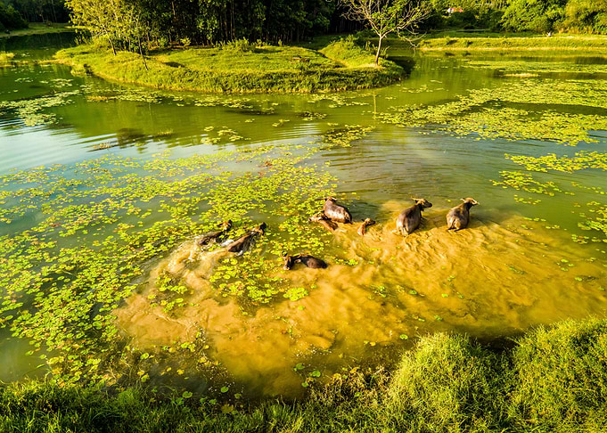 Swimming bufaloes