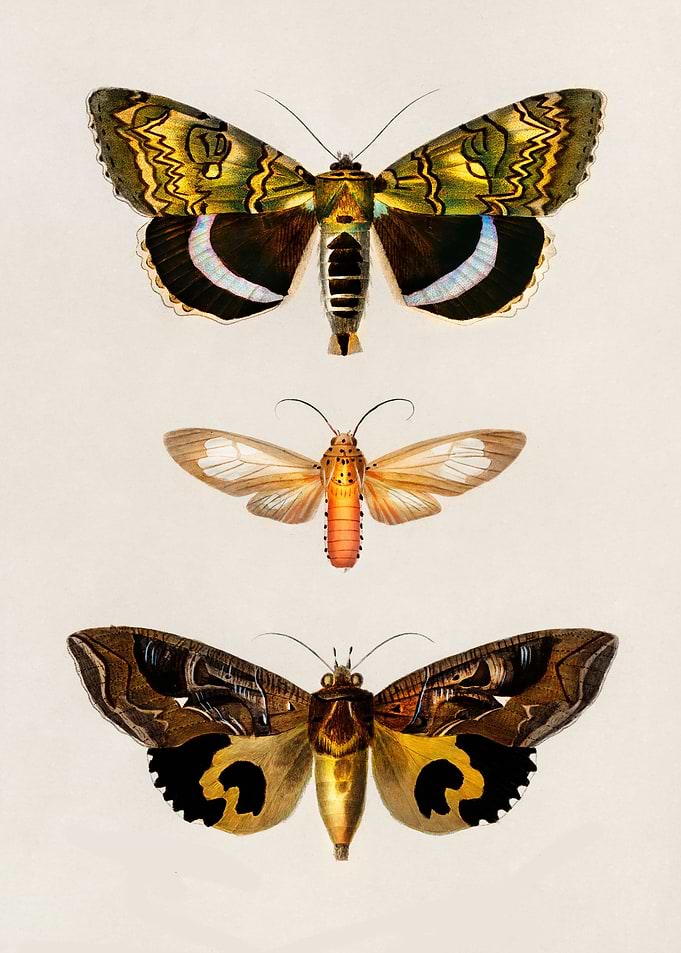 3 butterflies vintage