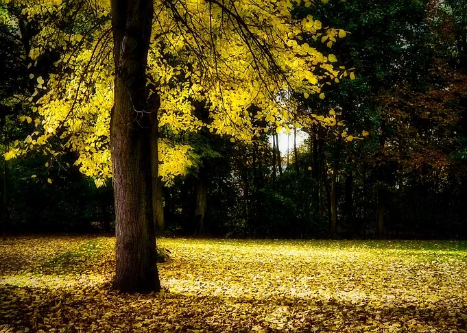 Autumnal Splendor