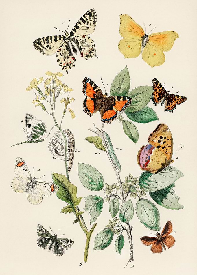 butterflies and moths