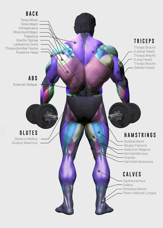 Fitness Muscle Chart