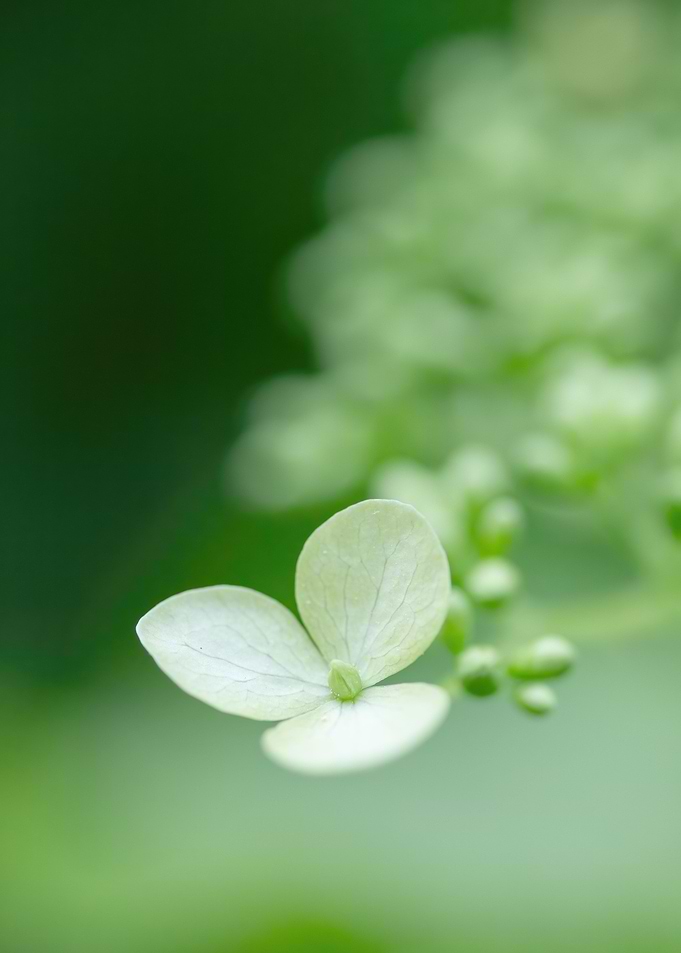 green dream