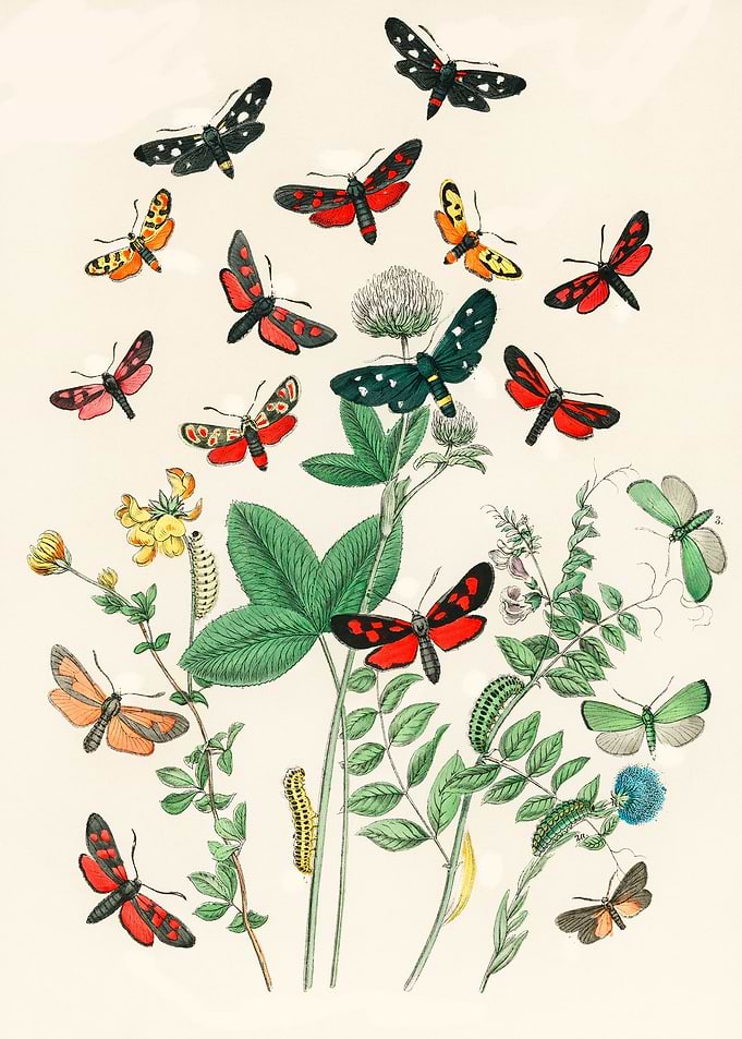 Illustrations Butterflies