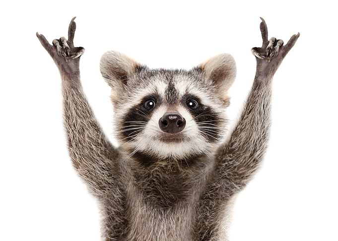 Rocker Raccoon