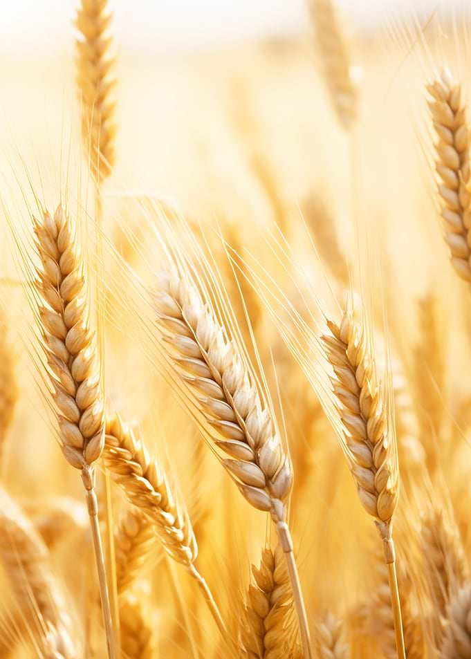golden wheat