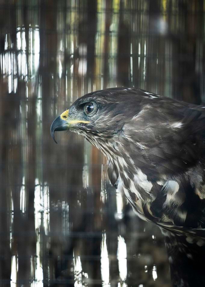photography of a eagle