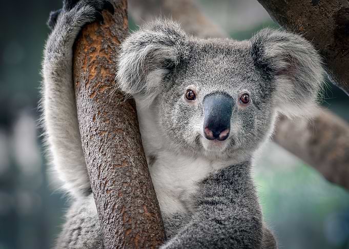 A cute koala