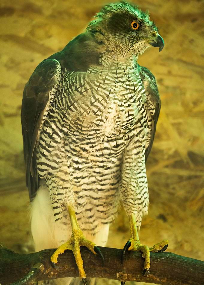 photography of a eagle