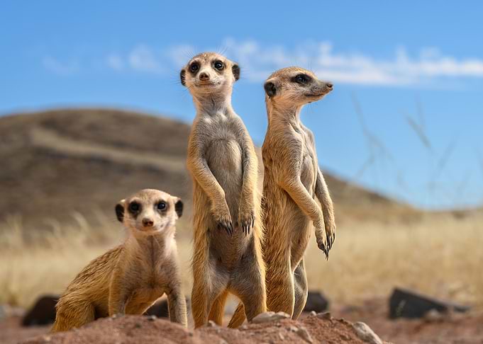 meerkats