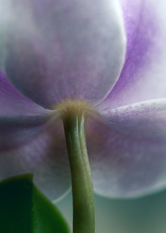 purple orchid
